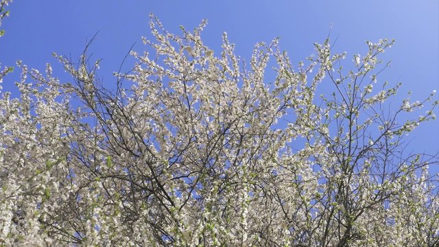 Blossoming Tree, Springtime, Nature, Clean, Sunlight