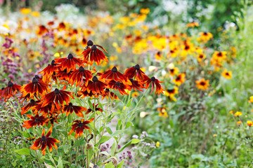 Coneflowers in the Garden