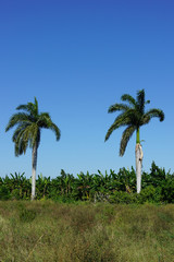 Fototapeta na wymiar Tropical agricultural land