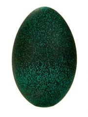Cercles muraux Autruche egg emu
