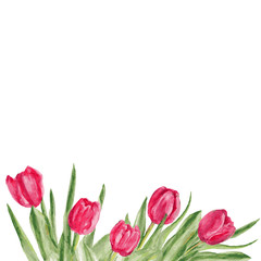Tulip flower, watercolor illustration isolated on white background, Vector hand drawn illustration, frame, Floral design elements.Can be used for banner, cards, wedding invitations etc.