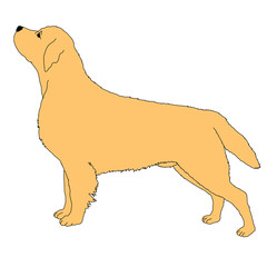 labrador dog