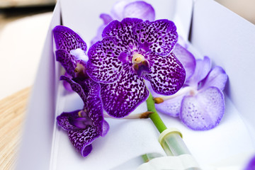 Violet orchids vanda in box