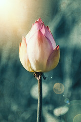 Fine art photography with lotus flower