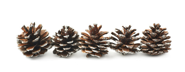 Decorational pine cones isolated