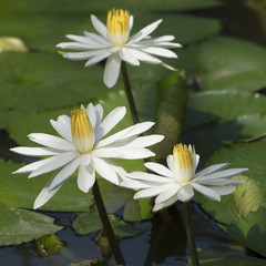 White lotus flowers in Vietnam