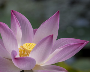 Lotus flowers in Vietnam
