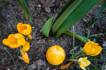 Gelbes Osterei und Krokusse