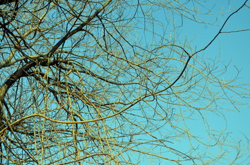 Tree in the morning sunlight during spring