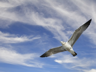 Seagull flying on blue sky with clouds background