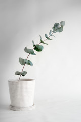 Silver Drop Eucalyptus Plant, sometimes called a Cider Gum. Soft focus. © Modest Things