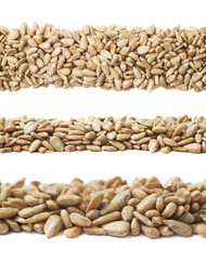 Line of sunflower seeds isolated