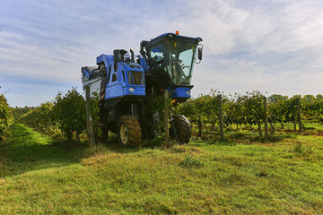 The grape harvest combine , Grape harvesting machine, combine-harvester Tuscany, Italy - nature