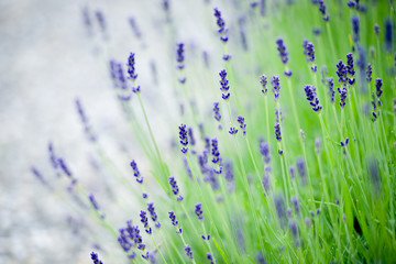 Lavendel
