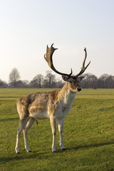 Naklejka na ściany i meble Deer with antlers standing still