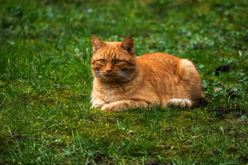 Naklejka na ściany i meble red cat lying on a green meadow, copy space