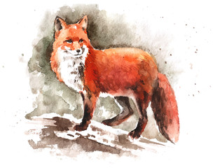Watercolor hand-drawn red fox - 105792434