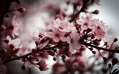 Kirschblüten