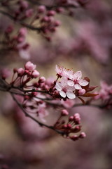 Obraz premium Kirschblüten