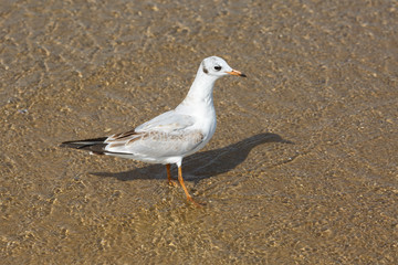 Seagull standing in the water on the beach sand.
