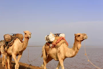 Crédence de cuisine en verre imprimé Chameau Des bergers Afar conduisent une caravane de chameaux. Danakil-Éthiopie. 0259