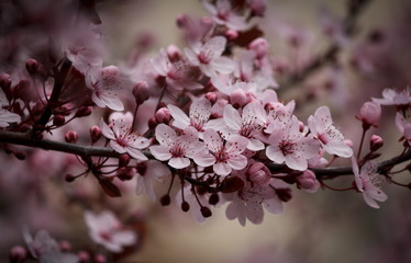 Kirschblüten
