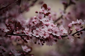 Obraz premium Kirschblüten