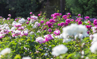 Obraz premium pink peony flower field