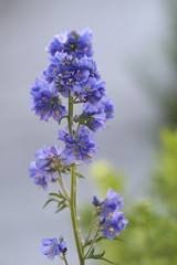 Obraz premium Blue flowers branch