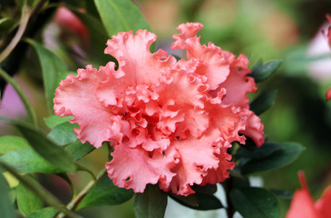 Rhododendron flower
