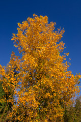 Colorful foliage in the autumn park. Autumn leaves sky background