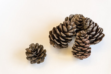 pine cones