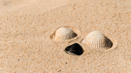 shells on the beach, a group of three shells white and black on a beach
