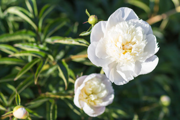 pink peony flower