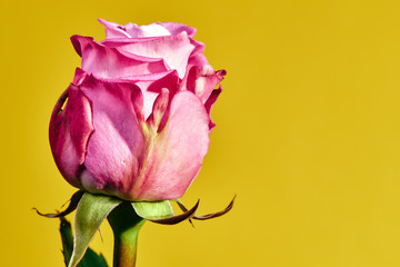 Beautiful pink rose flower on a yellow background.