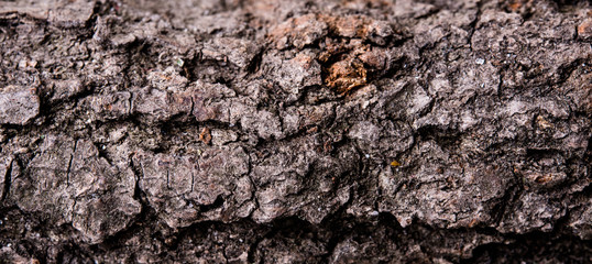 wood bark texture