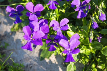 red pansies  blooming in the botanical garden