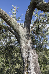 Olive tree near Anchiano, district of Vinci, Tuscany, Italy, Europe