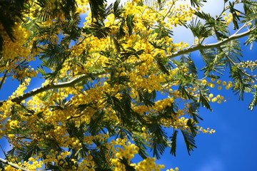 Yellow mimosa blossom under blue sky in Stresa, Lake Maggiore Italy