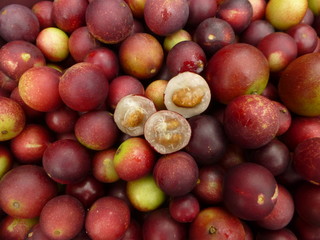 Myrciaria dubia, commonly known as camu camu, camucamu, cacari, or camocamo, is a small bushy...