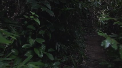  Walking through the jungle of  Khao Yai National Park. Thailand.  4K steadycam footage made at day.
