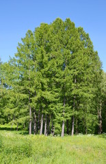 Obraz premium Summer forest.