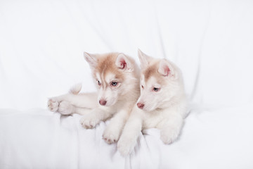 Naklejka na ściany i meble Cute little puppy sit on white background