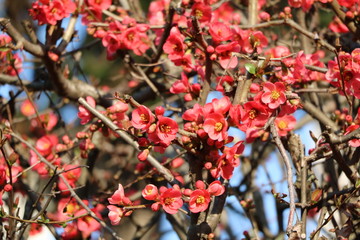 Red flowering quince in full blossom in spring