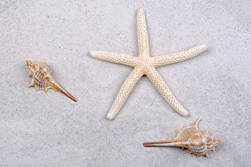 Starfish and two shells on a greay sand