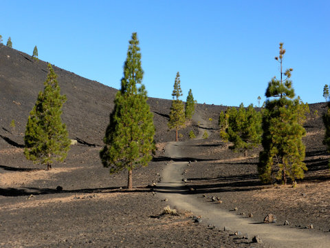 Tenerife lava landscape