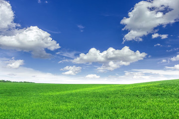Obraz premium field