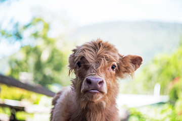Calf Face