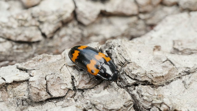 4K Pleasing Fungus Beetle (Megalodacne fasciata) 2