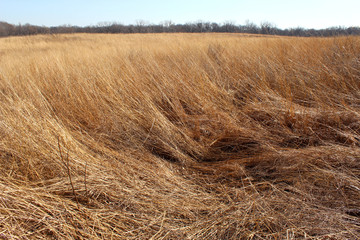 Native Prairie Grassland wind blown in Mid-Western United States